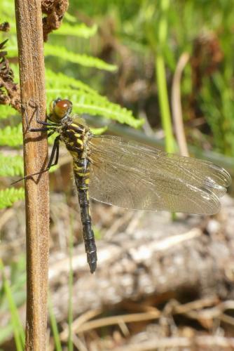 Réf. 232 845 : Leucorrhinia albifrons